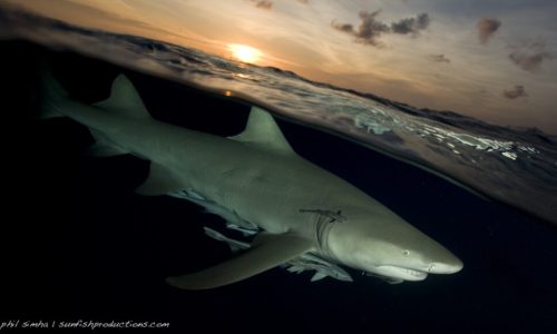 sharks_special-8143 sharks_special-8143